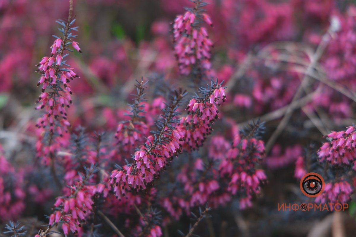 В ботанический сад в Днепре пришла весна 55