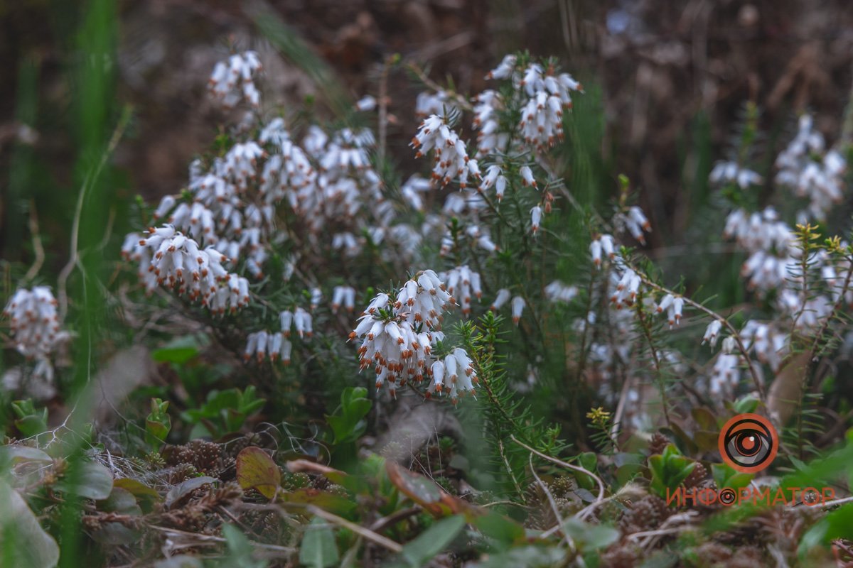 В ботанический сад в Днепре пришла весна 57