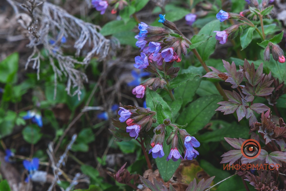 В ботанический сад в Днепре пришла весна 58