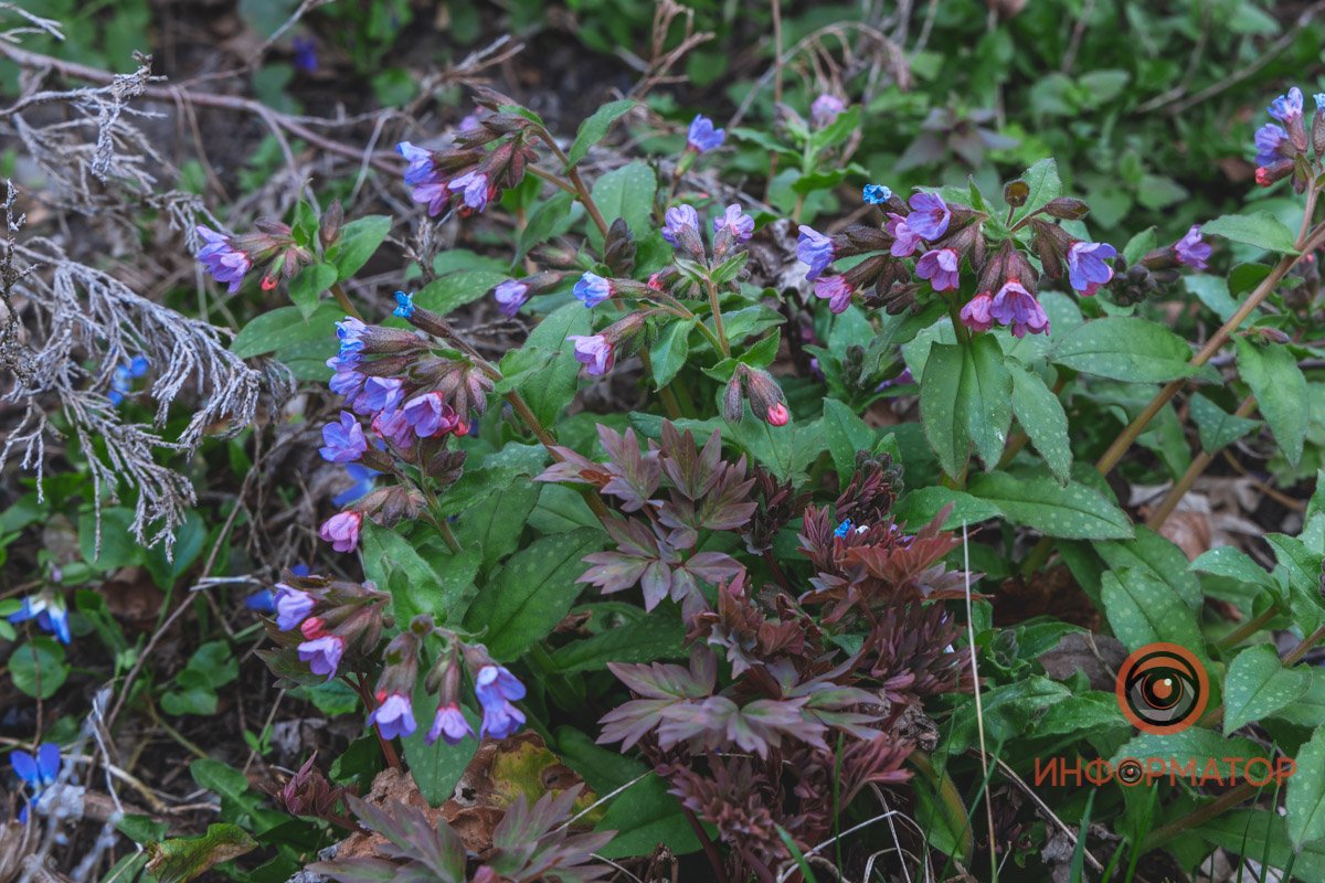 В ботанический сад в Днепре пришла весна 59