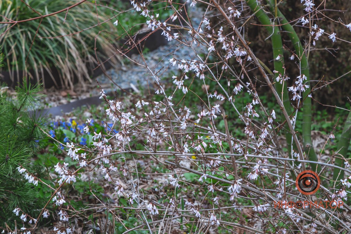 В ботанический сад в Днепре пришла весна 60