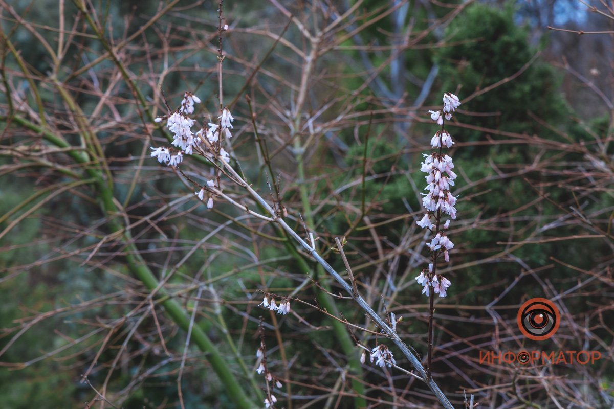В ботанический сад в Днепре пришла весна 61