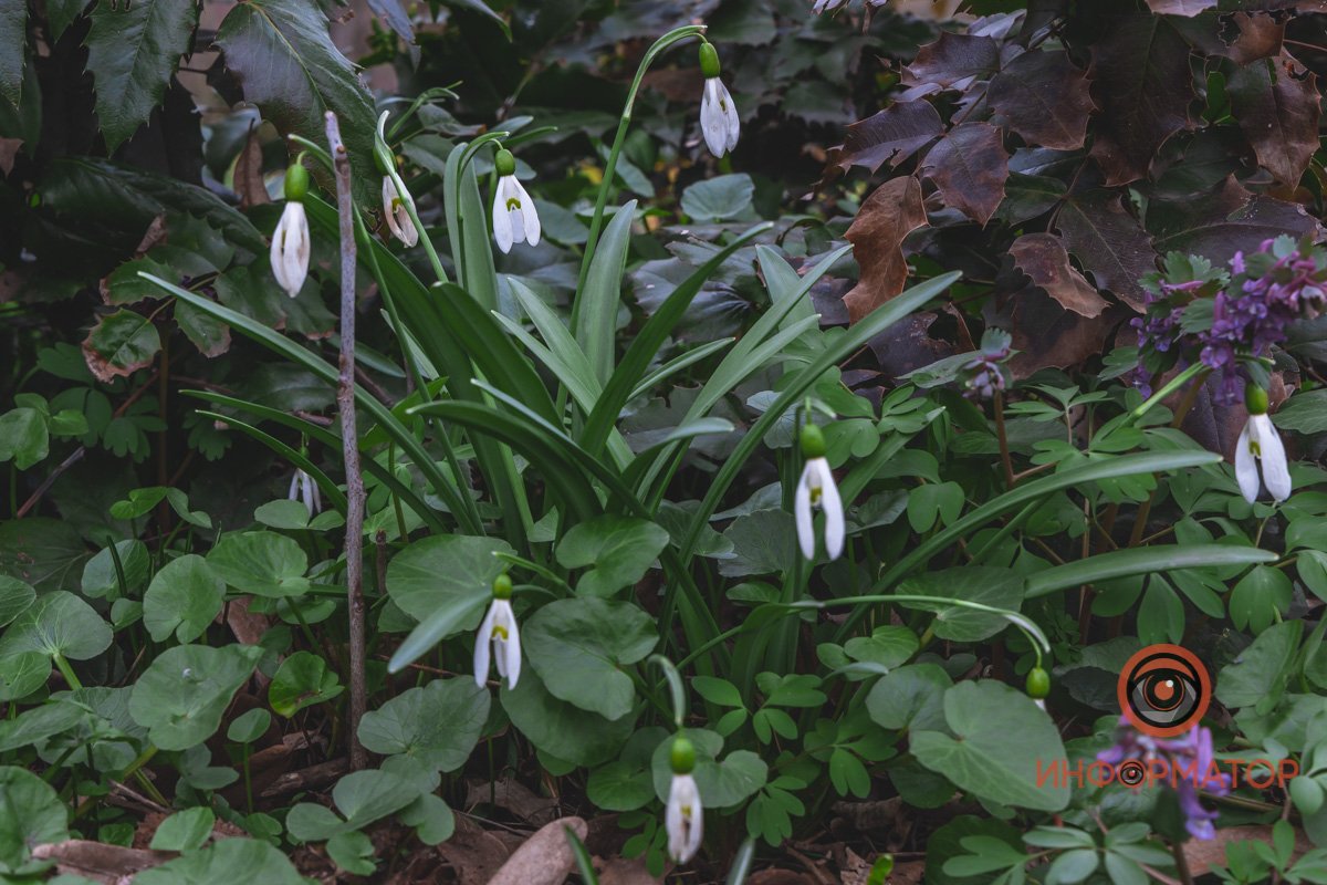 В ботанический сад в Днепре пришла весна 62