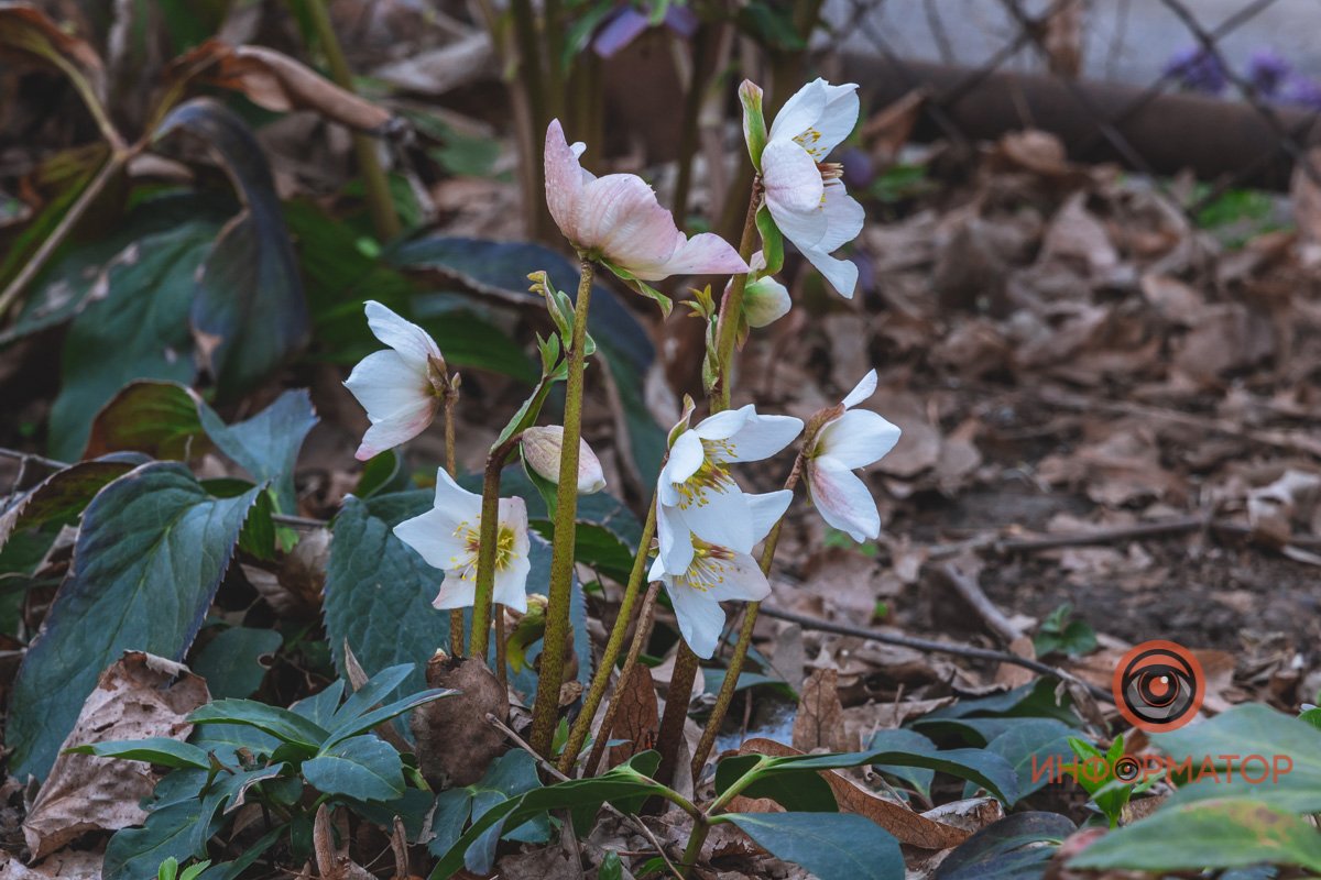 В ботанический сад в Днепре пришла весна 63
