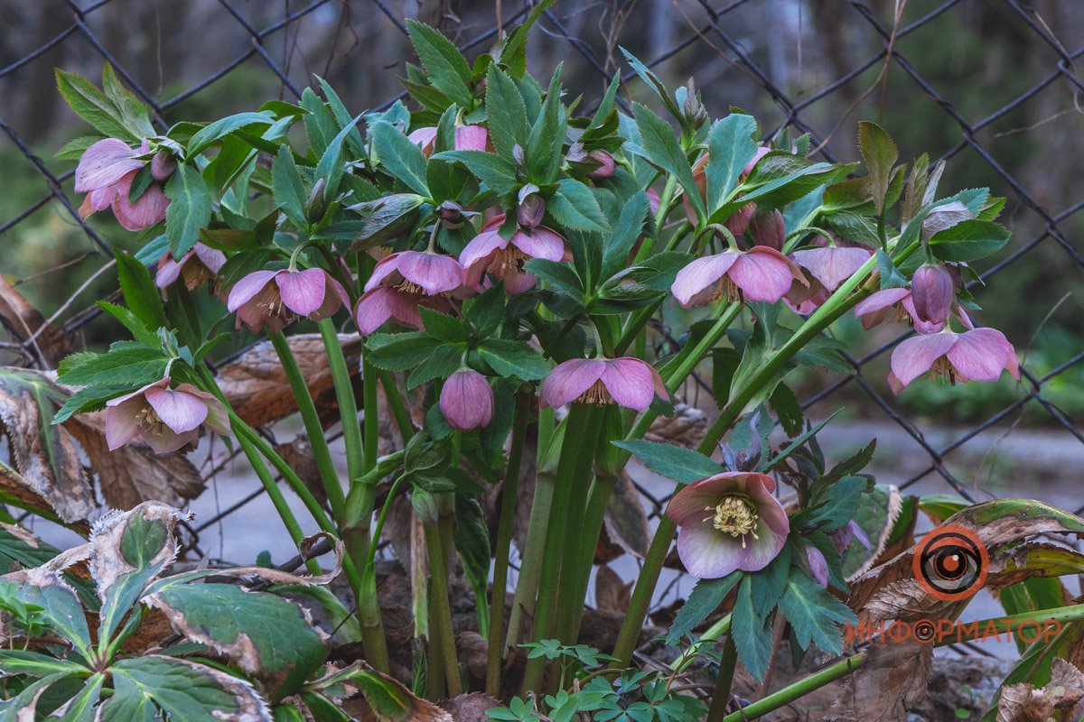 В ботанический сад в Днепре пришла весна 64