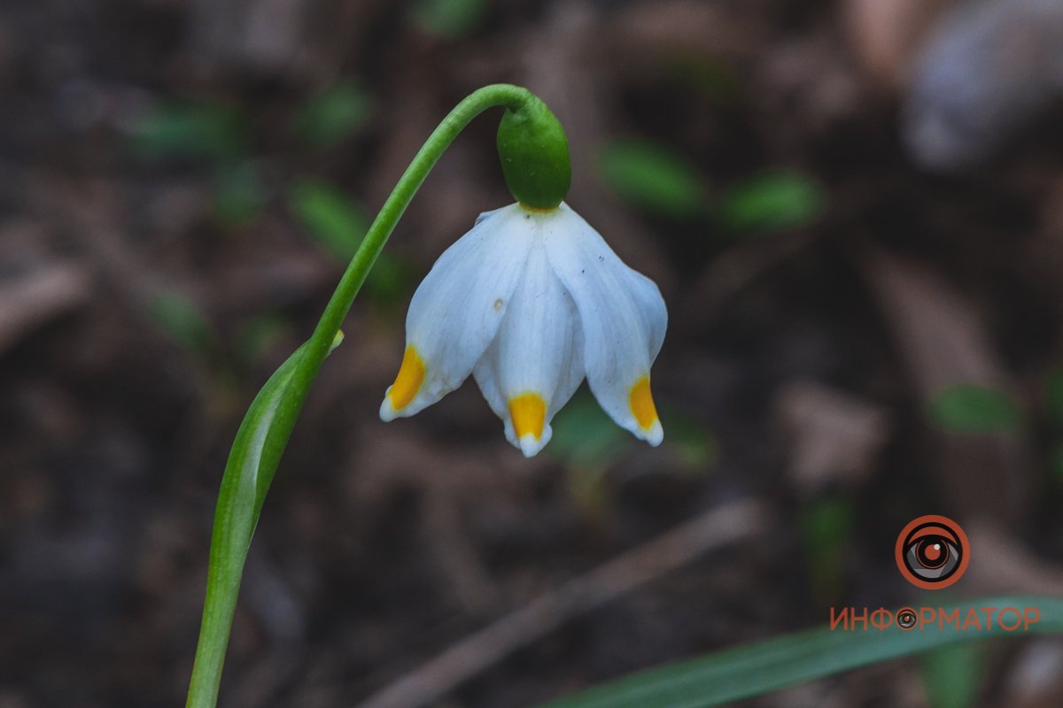 В ботанический сад в Днепре пришла весна 65