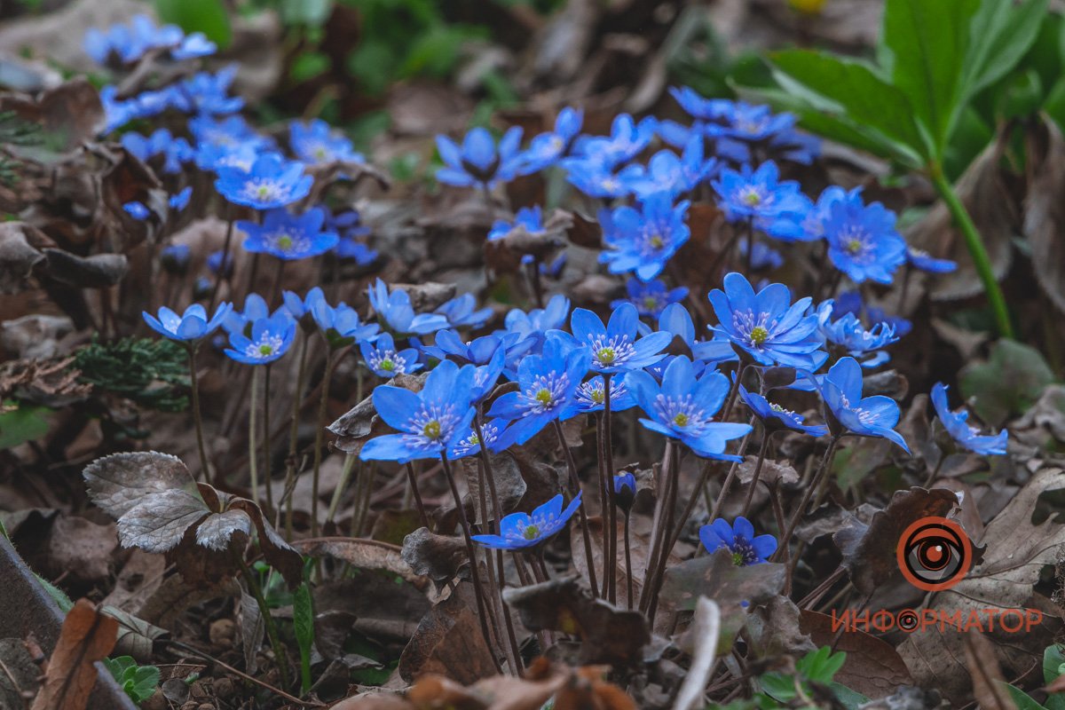 В ботанический сад в Днепре пришла весна 66