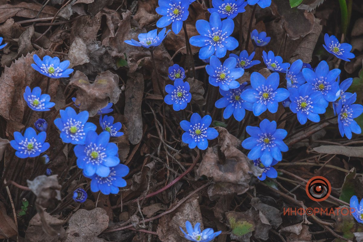 В ботанический сад в Днепре пришла весна 67