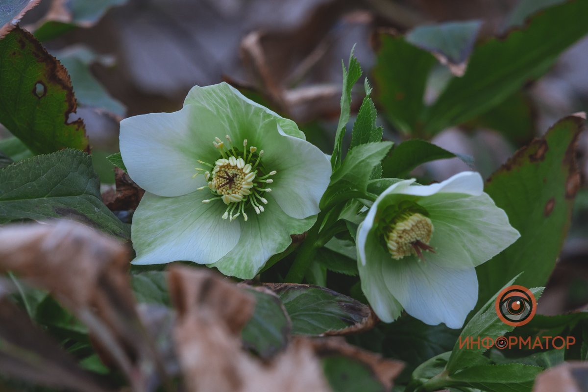 В ботанический сад в Днепре пришла весна 68
