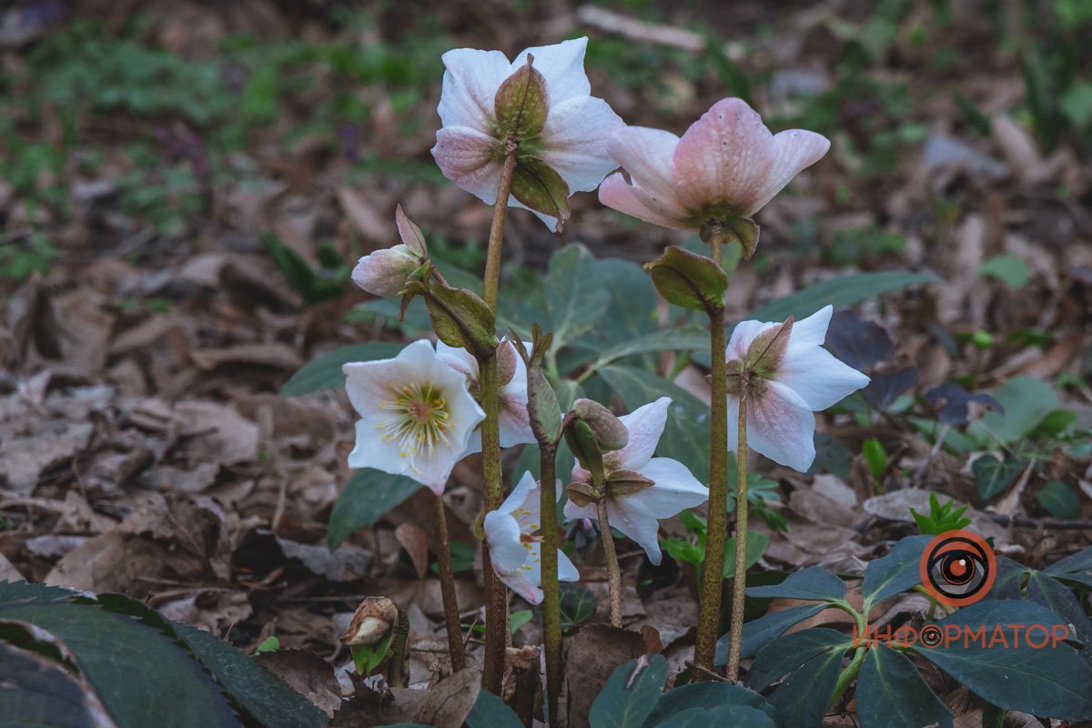 В ботанический сад в Днепре пришла весна 69