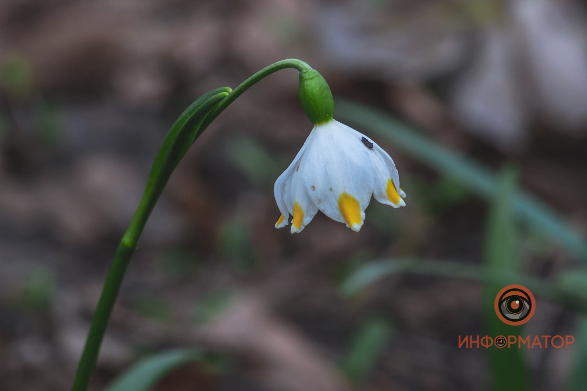 В ботанический сад в Днепре пришла весна 70