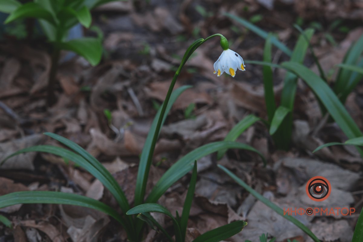 В ботанический сад в Днепре пришла весна 71