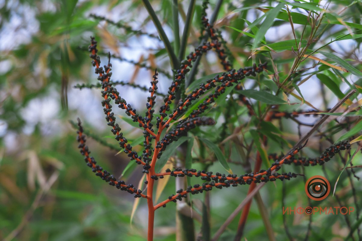 В ботанический сад в Днепре пришла весна 72