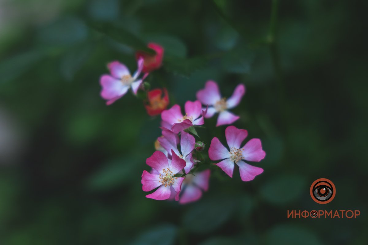 В ботанический сад в Днепре пришла весна 73