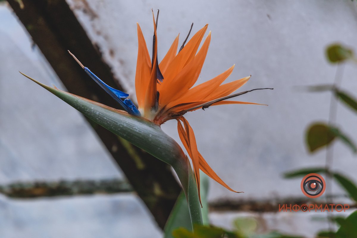 В ботанический сад в Днепре пришла весна 74