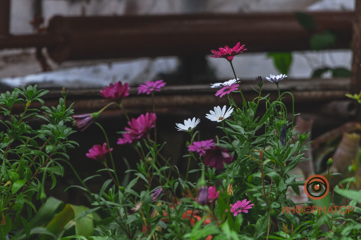 В ботанический сад в Днепре пришла весна 75