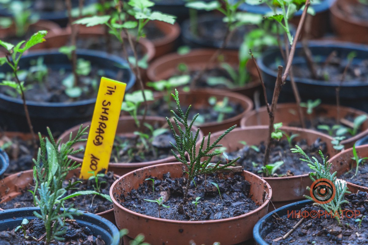 В ботанический сад в Днепре пришла весна 76