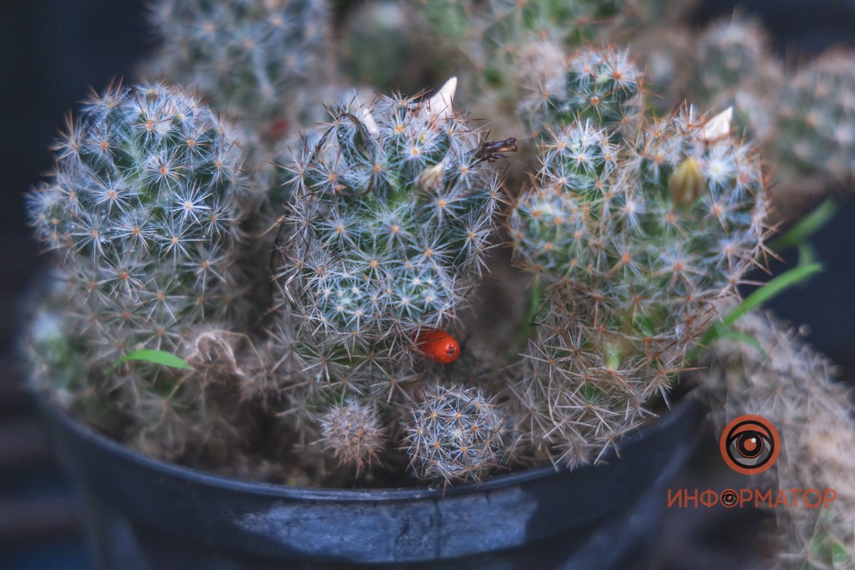 В ботанический сад в Днепре пришла весна 77