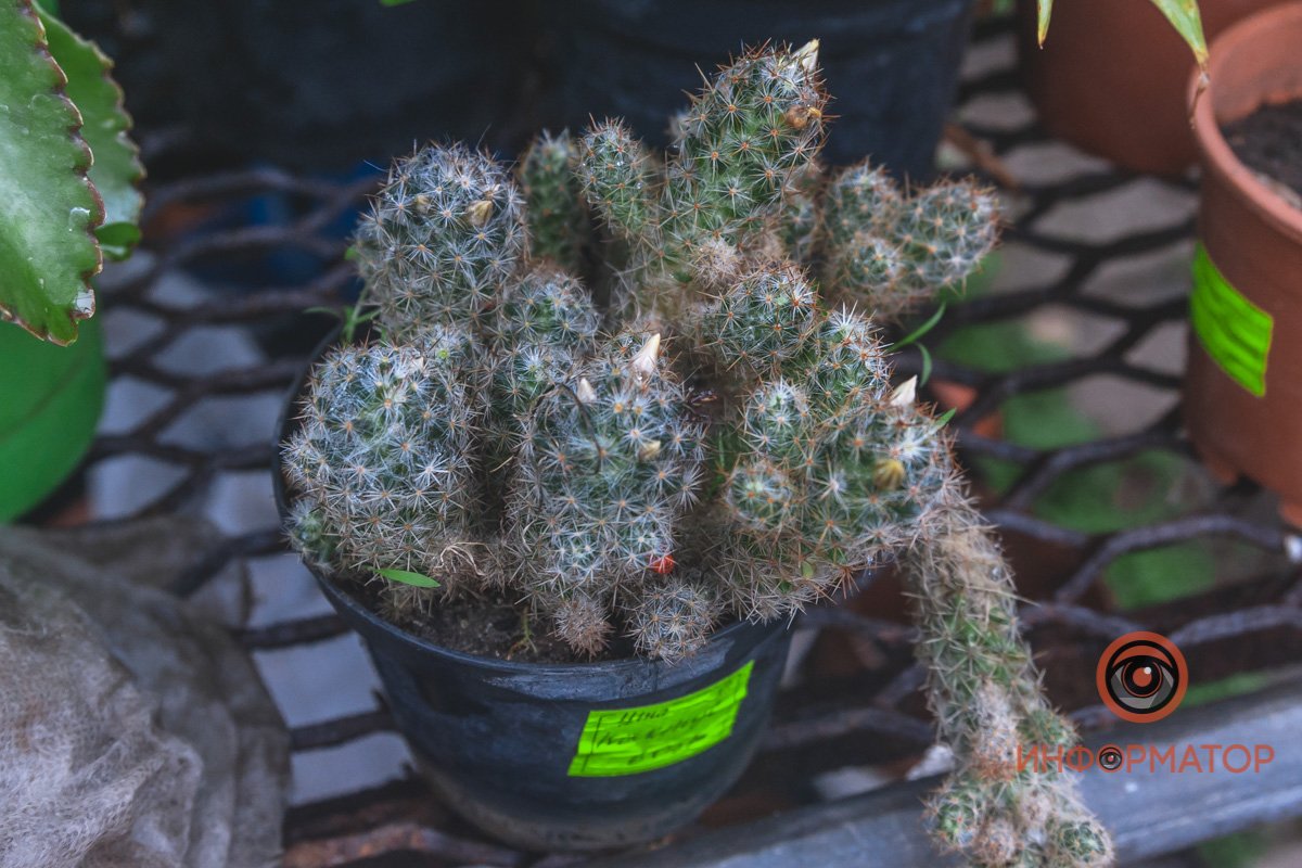 В ботанический сад в Днепре пришла весна 78