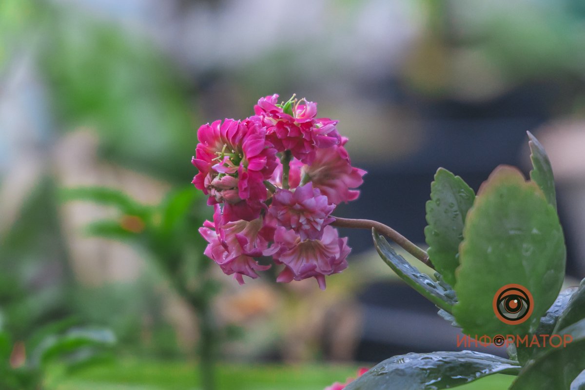 В ботанический сад в Днепре пришла весна 79