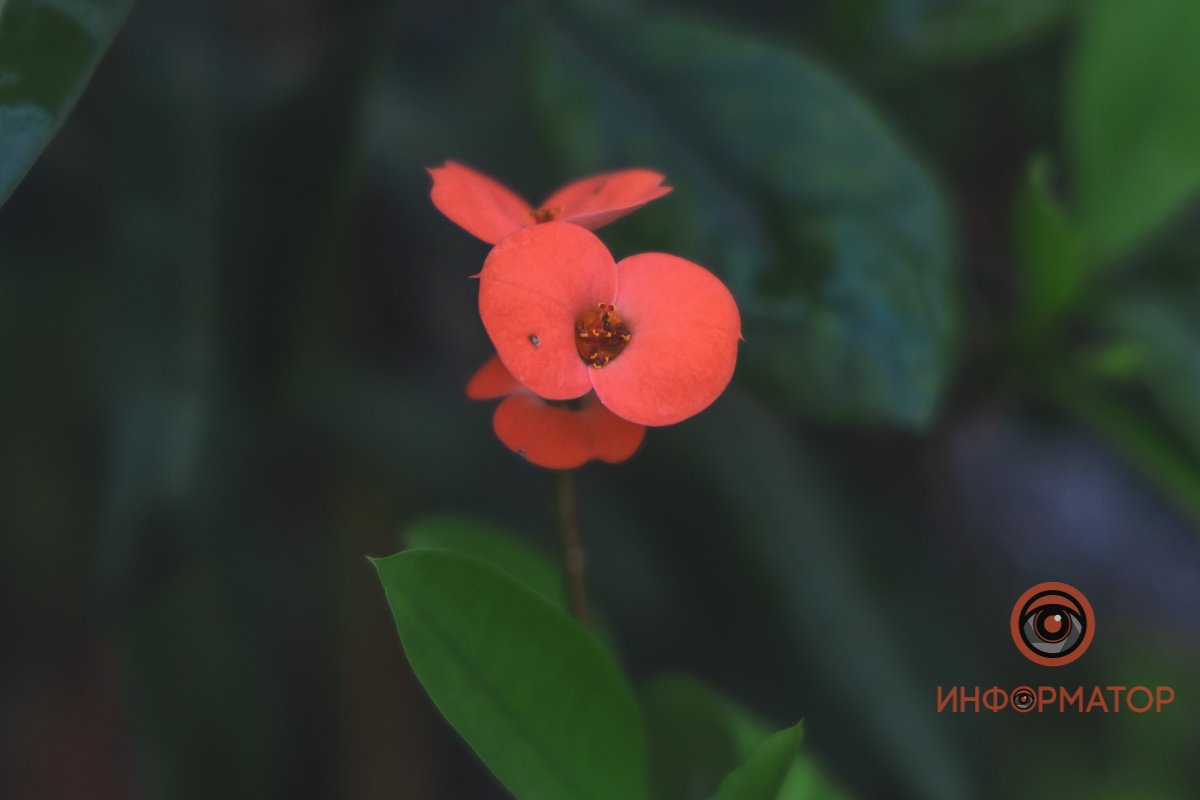 В ботанический сад в Днепре пришла весна 80