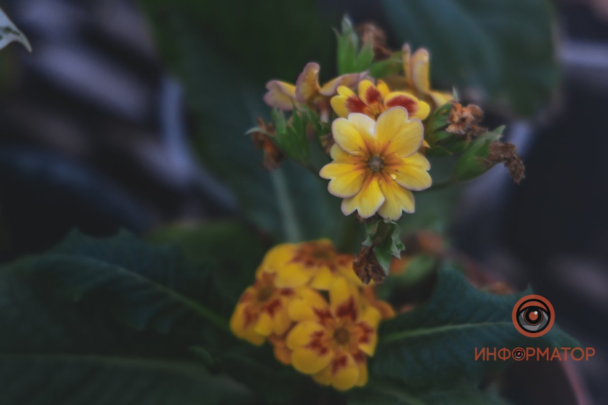 В ботанический сад в Днепре пришла весна 81