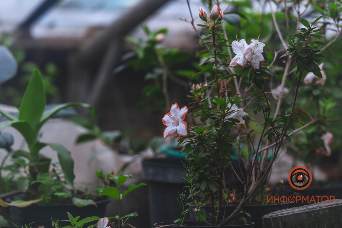 В ботанический сад в Днепре пришла весна 82