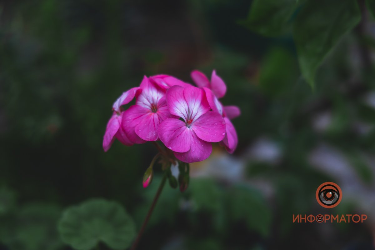 В ботанический сад в Днепре пришла весна 83