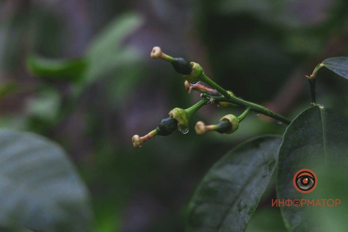В ботанический сад в Днепре пришла весна 85