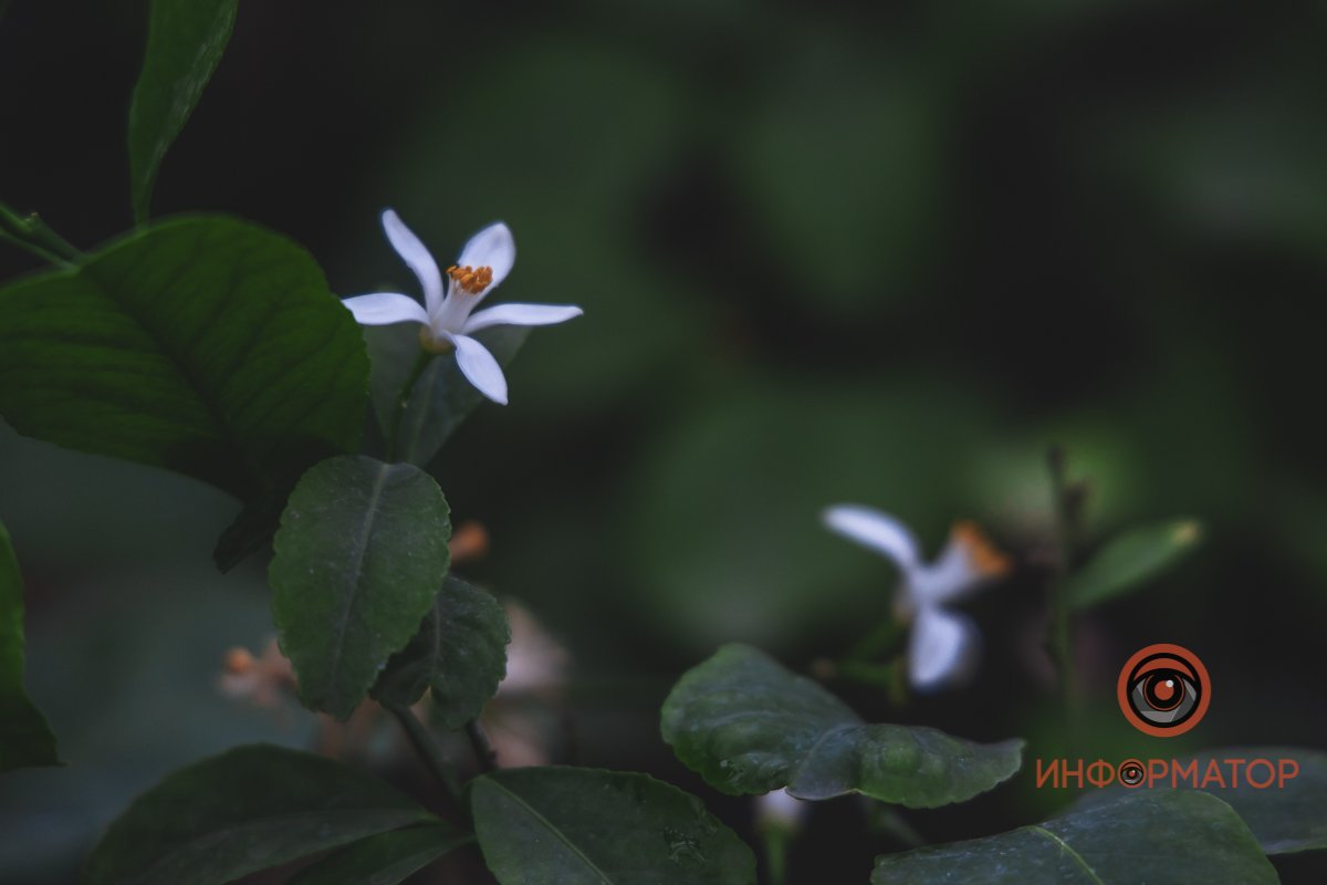 В ботанический сад в Днепре пришла весна 86