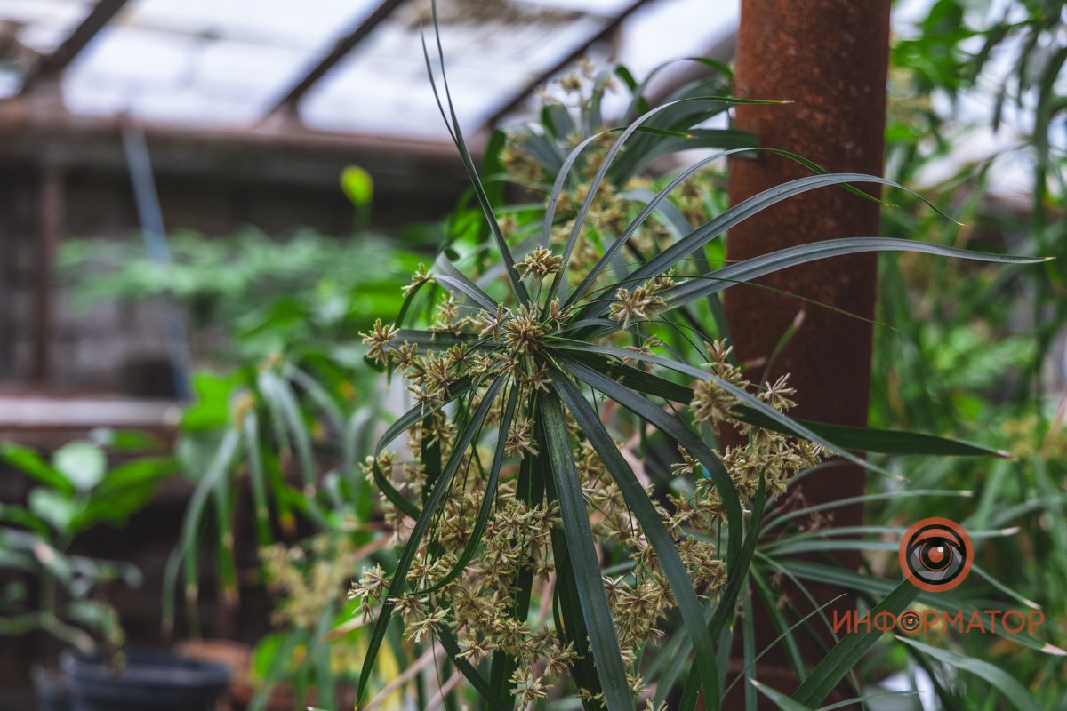 В ботанический сад в Днепре пришла весна 88