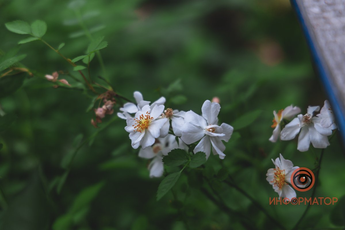 В ботанический сад в Днепре пришла весна 89