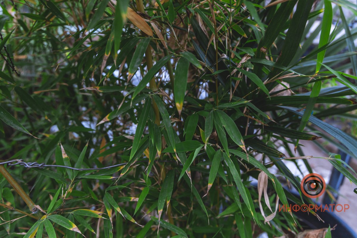 В ботанический сад в Днепре пришла весна 90