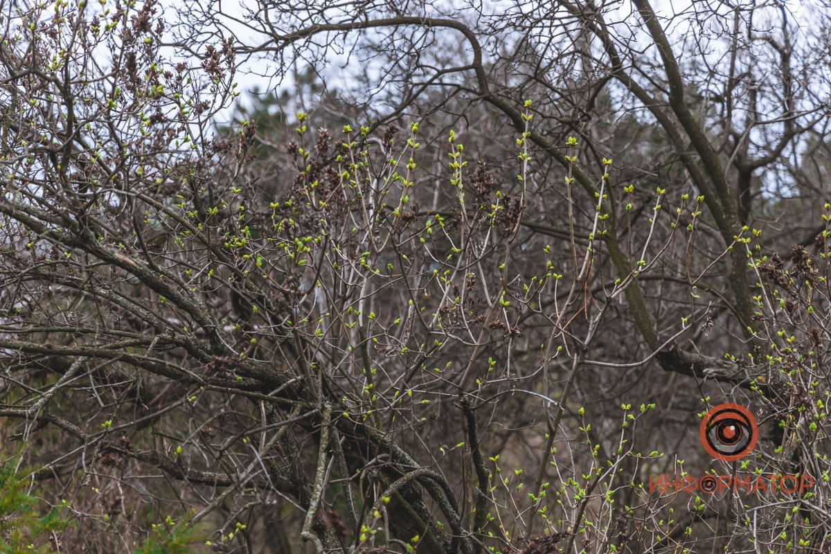 В ботанический сад в Днепре пришла весна 91