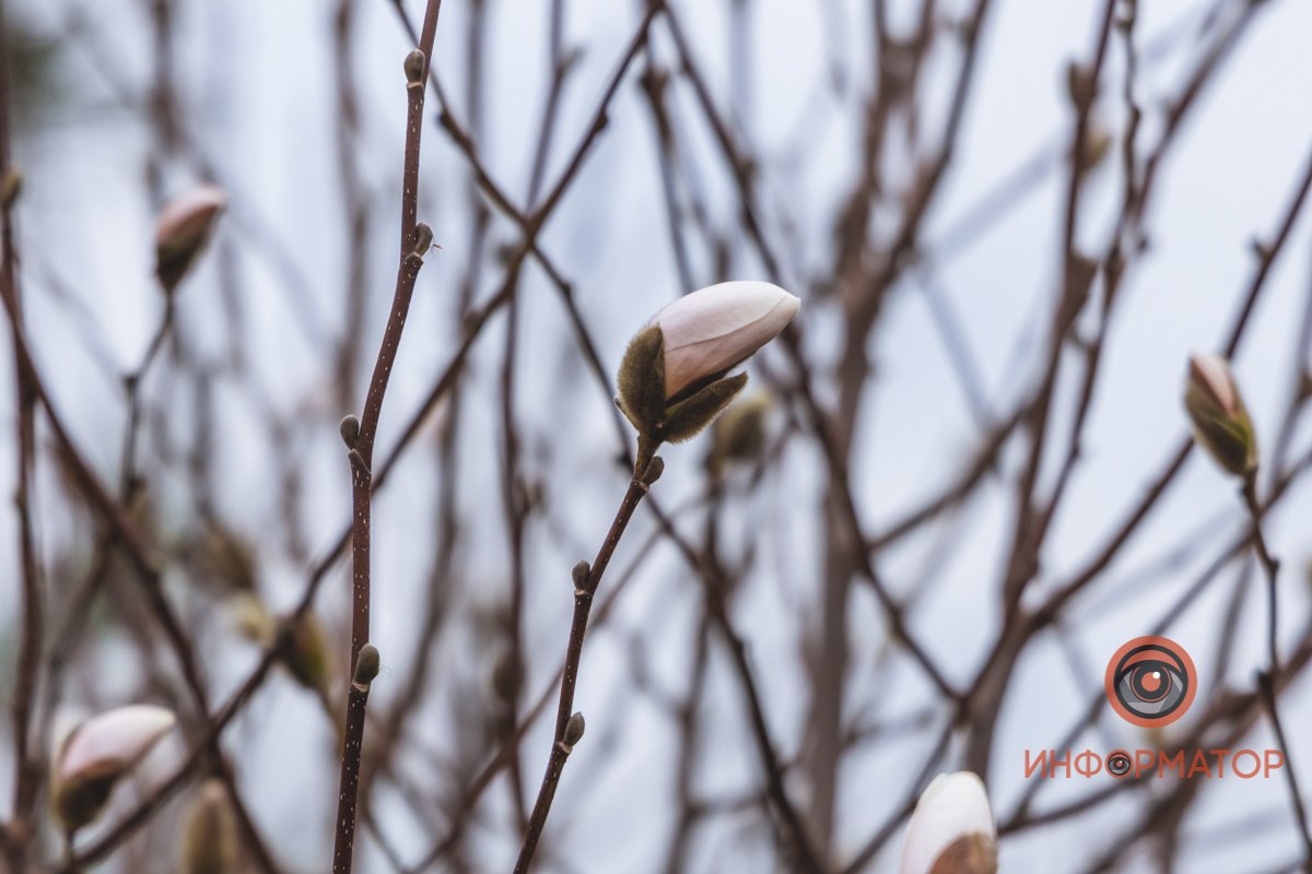 Появляются первые бутоны