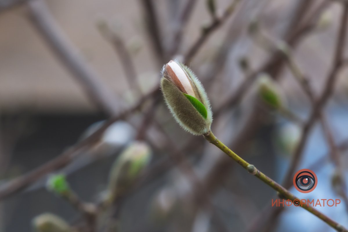 Почти как "котики" вербы