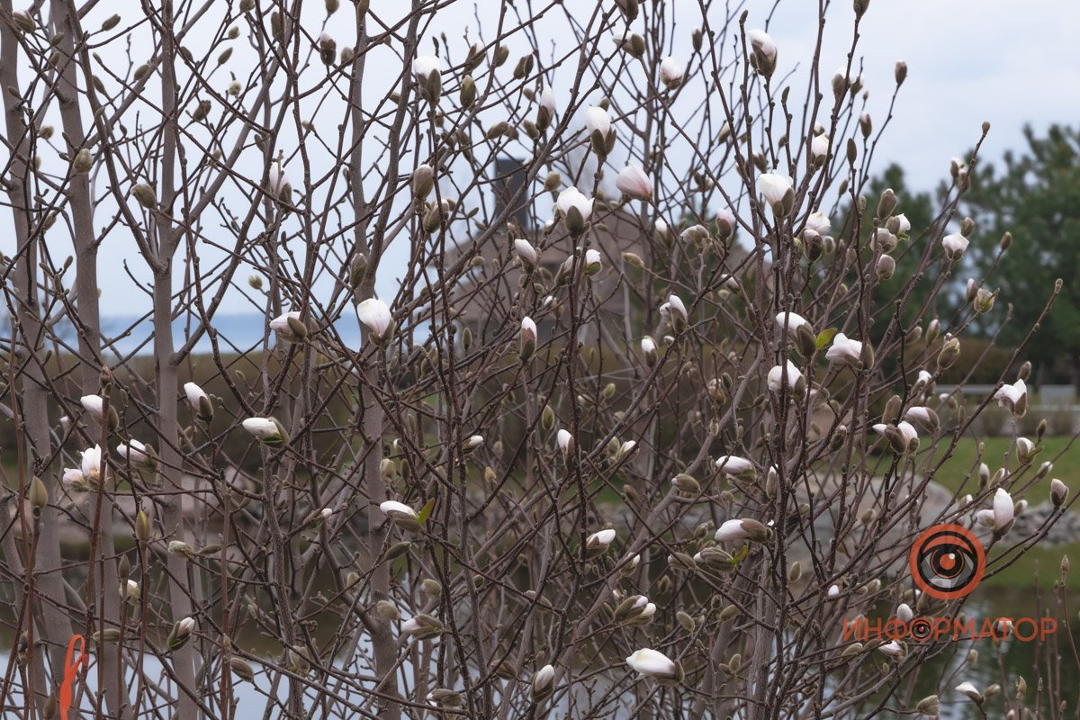 Магнолии с видом на реку