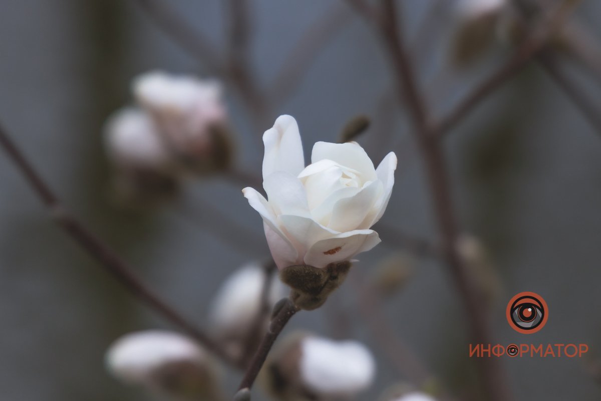 Один из первых распустившихся цветков