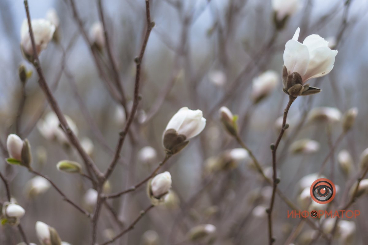 Макро-съемка магнолий