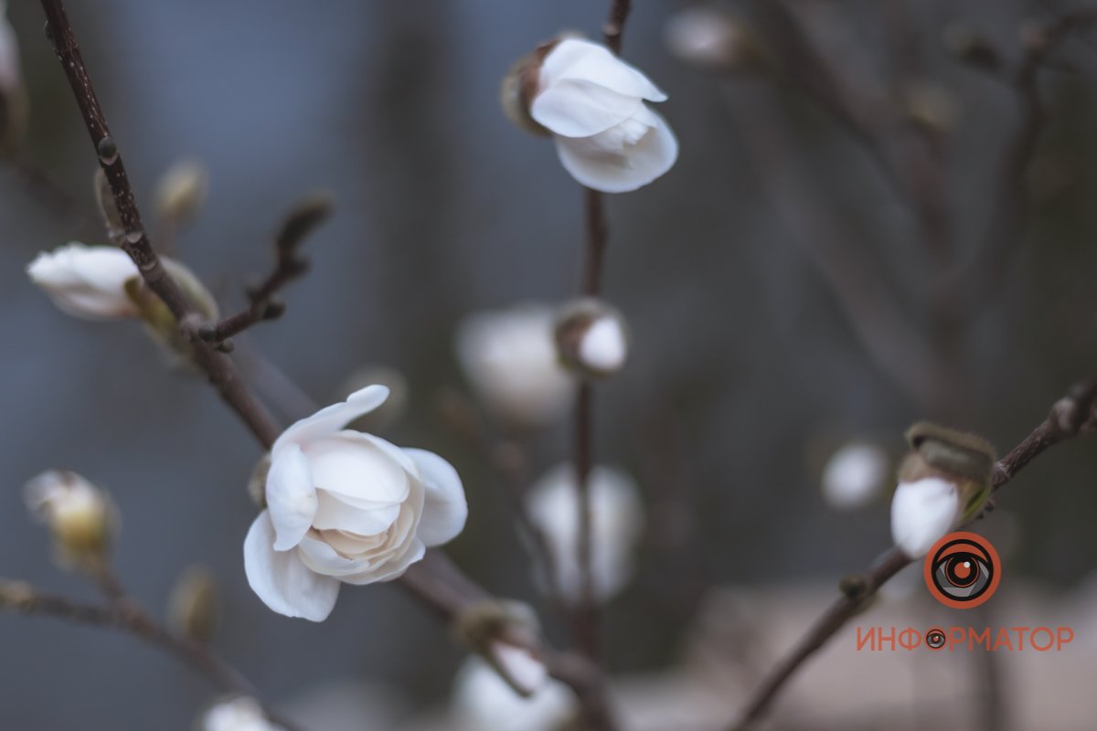 Нежные цветы радуют горожан