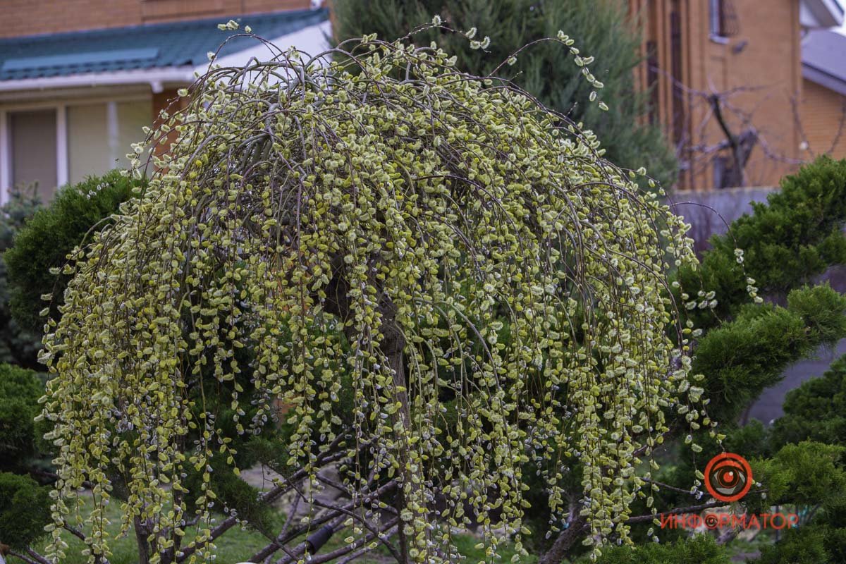 Вы видите пчелок? А они есть