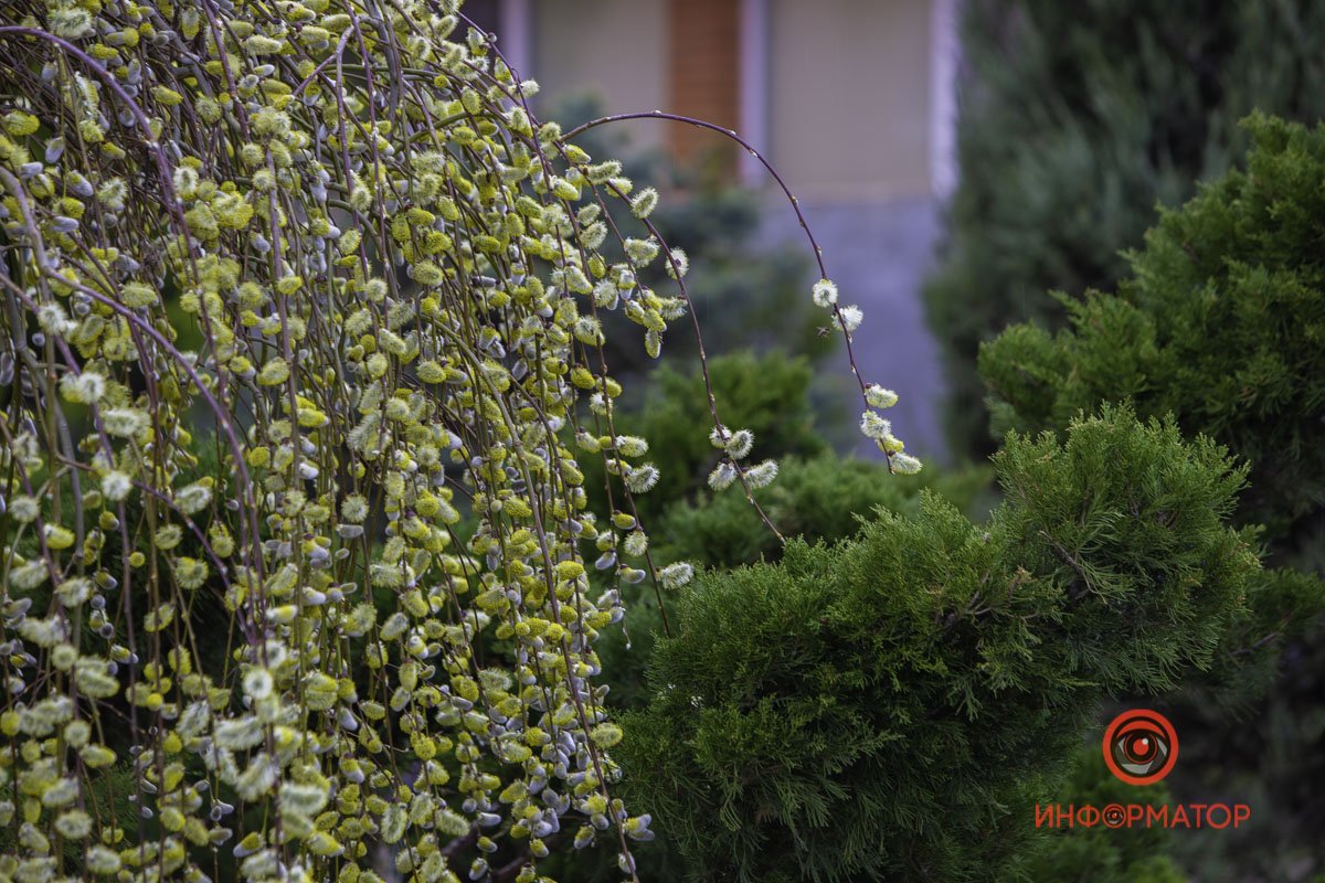 Скрываются в зелени