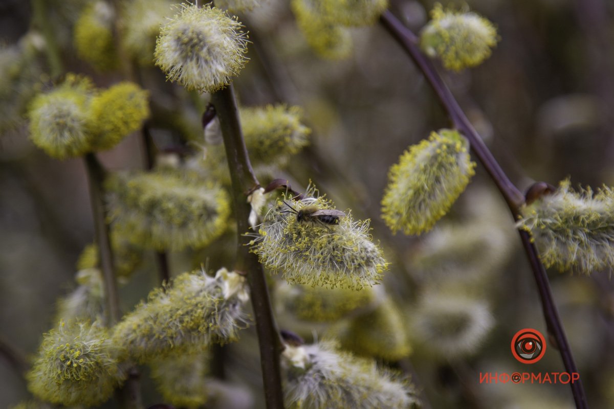 Как будто пчелиная постель