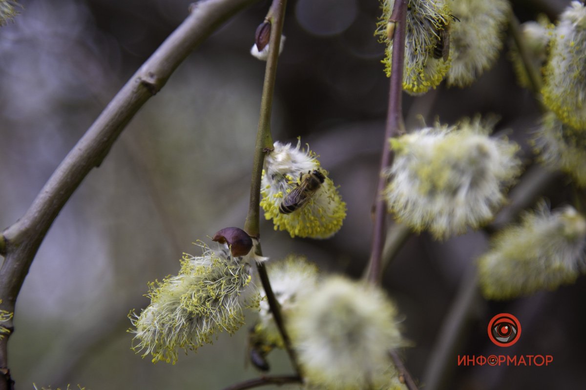 Добыча нектара