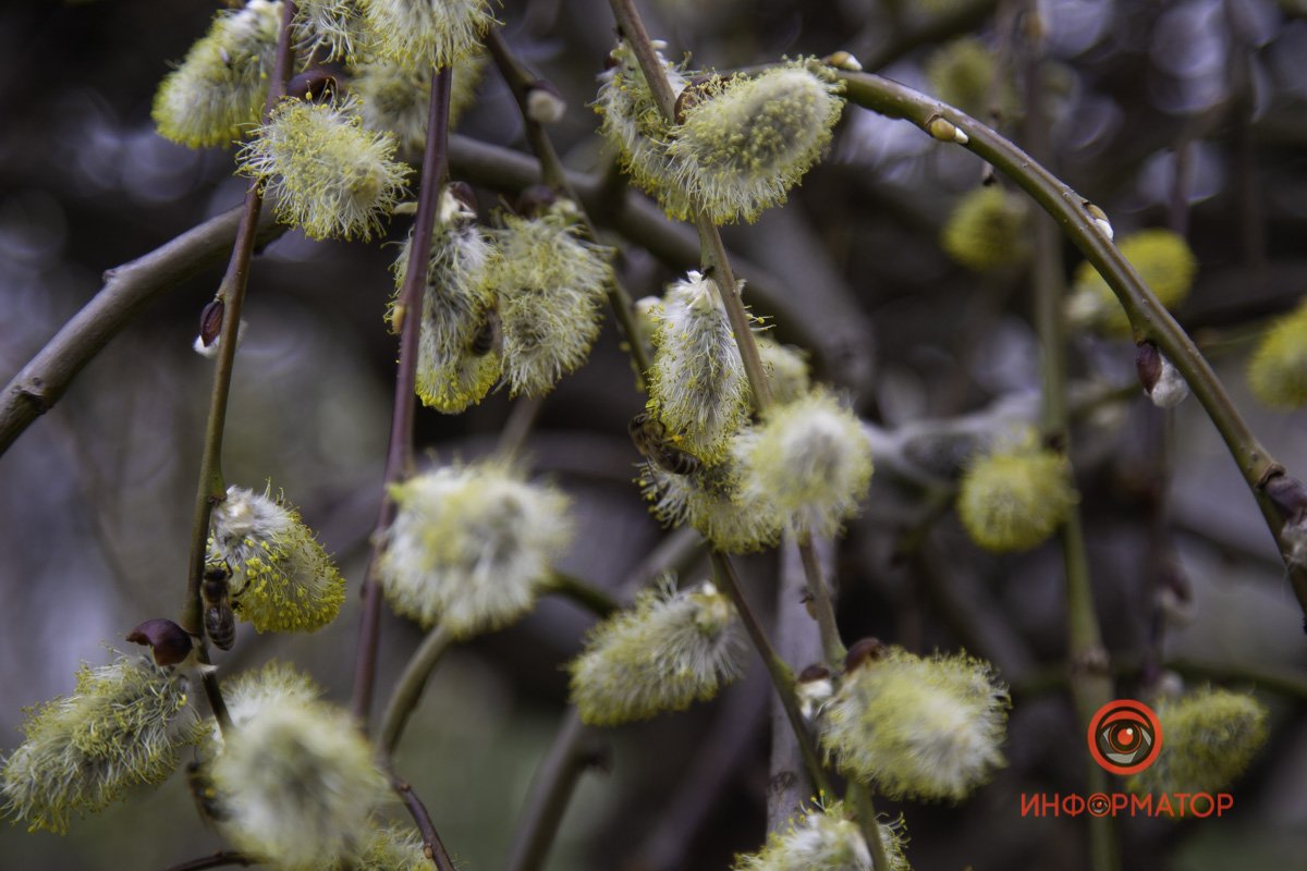 Пчелиный труд