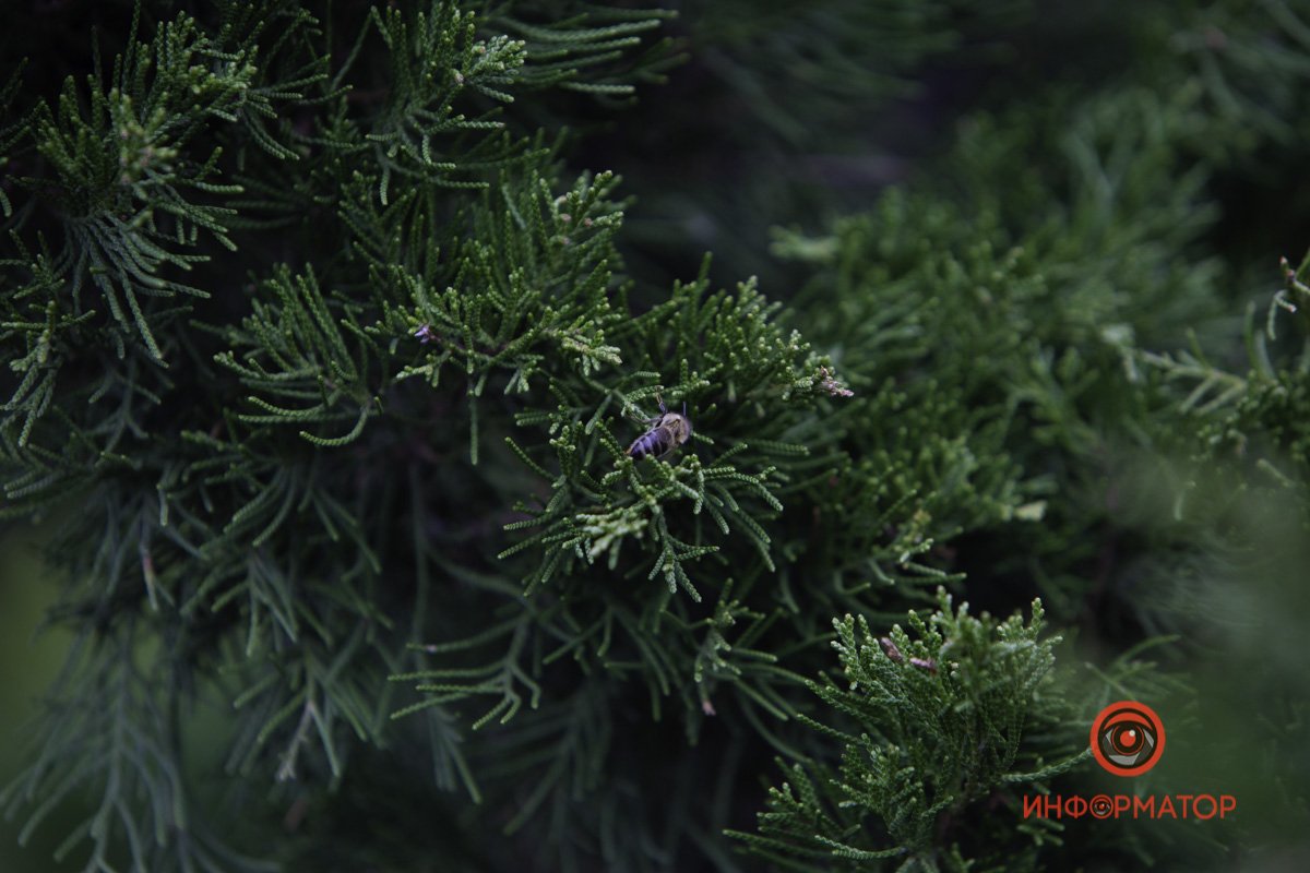 В поисках ценной пыльцы