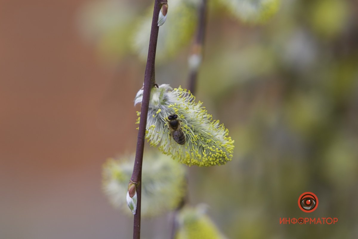 Пчелка играет важную роль в земной экосистеме