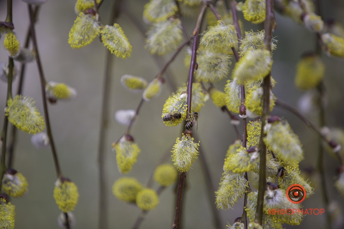 Полосатые трудяги