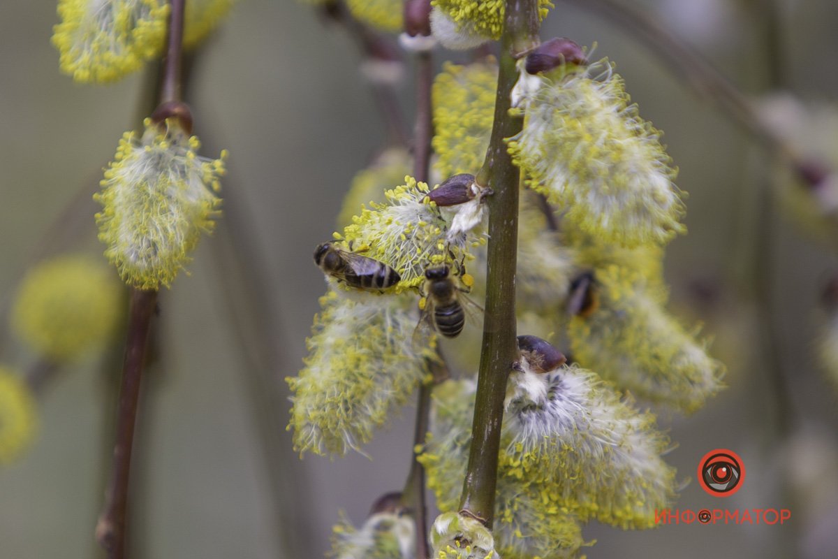 Кто пчелок уважает, кто к ним не пристает - того они не жалят, тому приносят мед