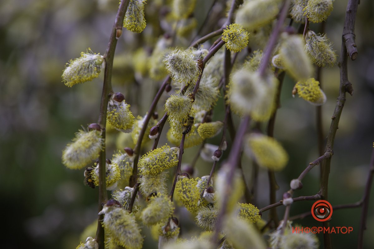 Цветочно-пчелиный пейзаж